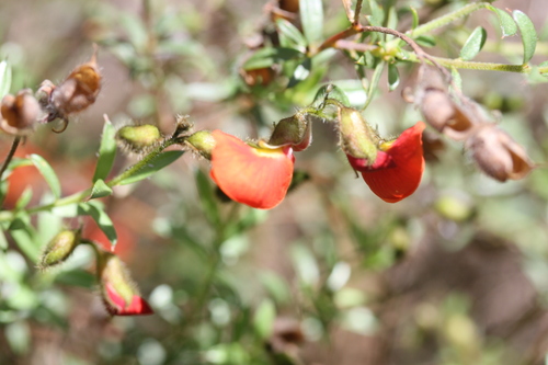 Image of Chorizema dicksonii by (c) Benjamin Anderson, some rights reserved (CC BY)