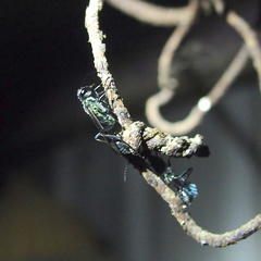 Chalybion japonicum