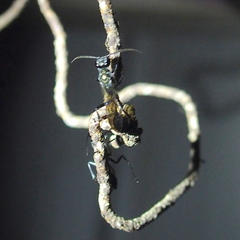 Chalybion japonicum