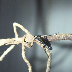 Chalybion japonicum