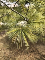 Pinus strobus