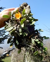 Dendrobium jenkinsii