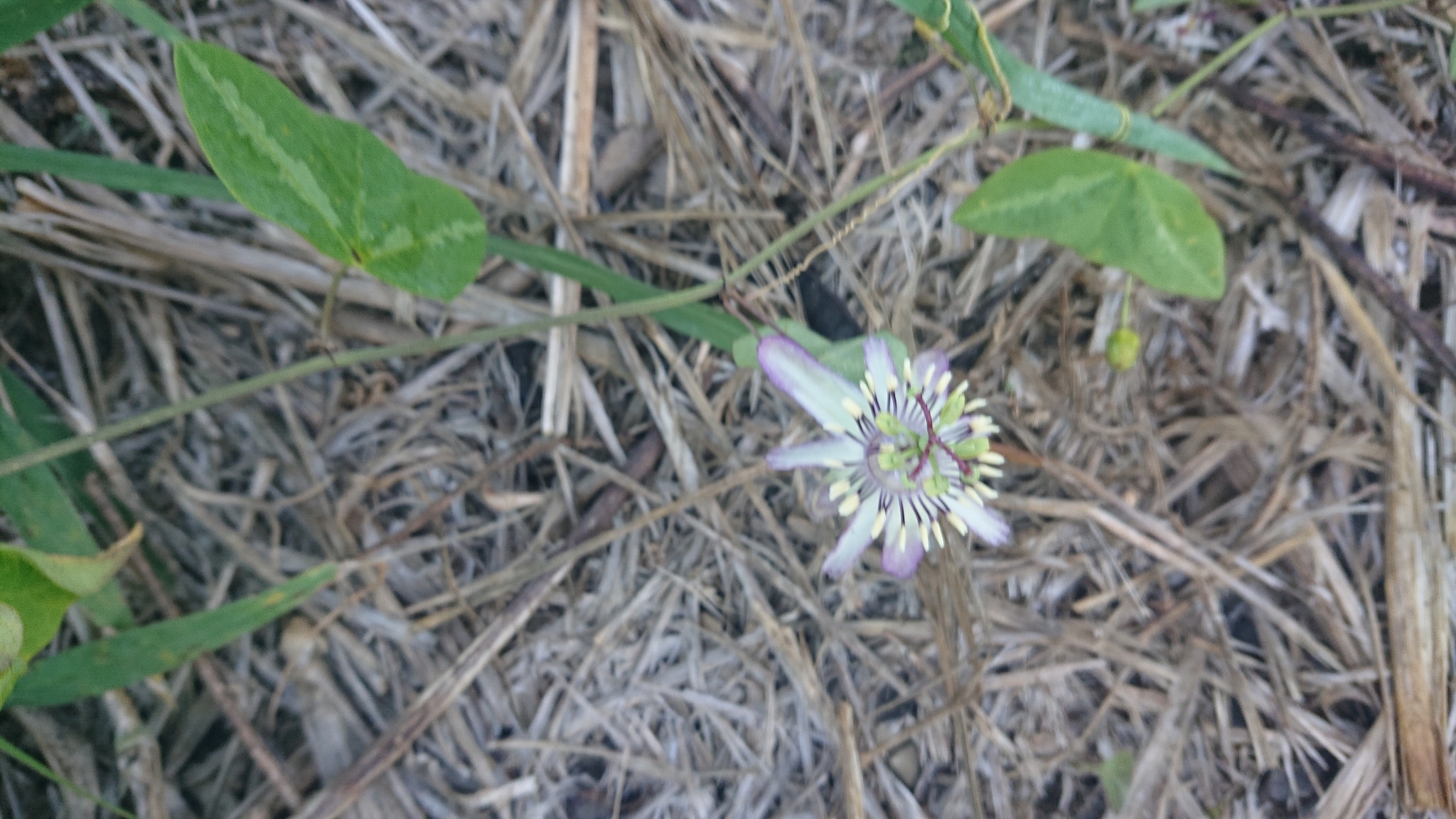 Passiflora punctata image