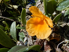 Dendrobium jenkinsii