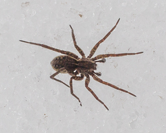 Pardosa paludicola