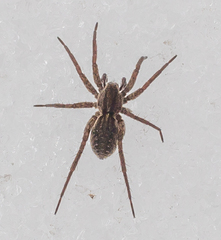 Pardosa paludicola