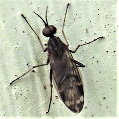 Sylvicola alternatus