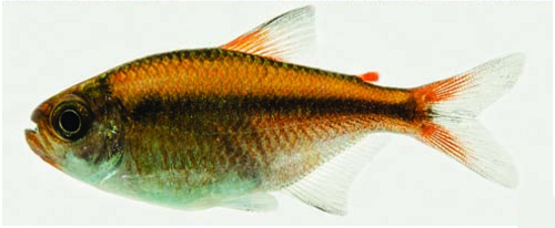 Moenkhausia rubra