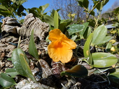 Dendrobium jenkinsii