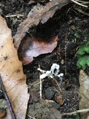 Cordyceps sinclairii