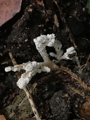 Cordyceps sinclairii