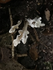 Cordyceps sinclairii