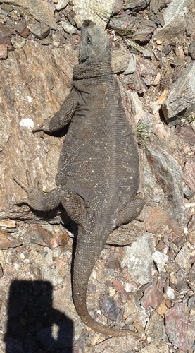 Black Chuckwalla