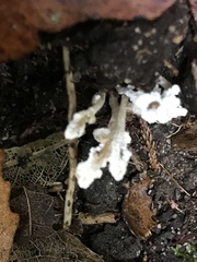 Cordyceps sinclairii