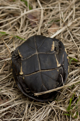 Kinosternon subrubrum subrubrum