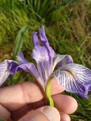 Iris longipetala