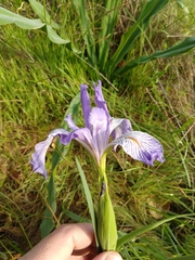 Iris longipetala