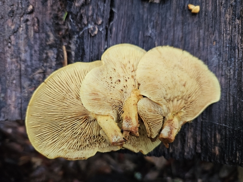 Pholiota