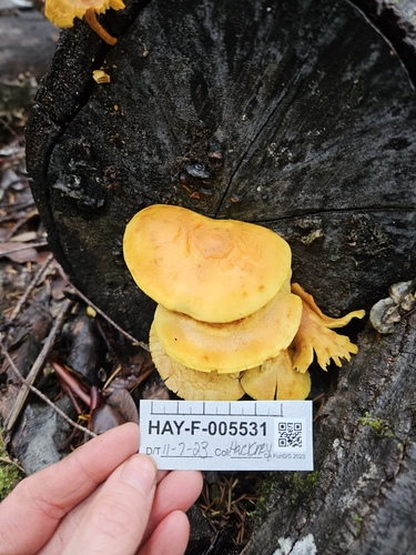 Pholiota (Photo 2 of 4)