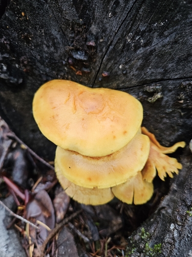 Pholiota (Photo 3 of 4)