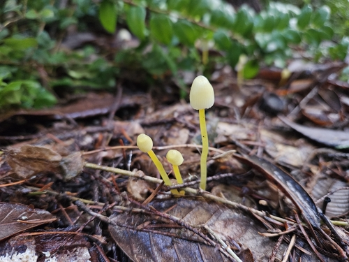 Yellowleg Bonnet (Mycena epipterygia)