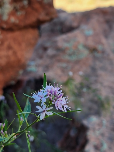 Image of Thelypodium wrightii by (c) Scott Allen Davis, some rights reserved (CC BY)