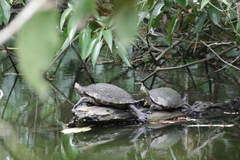 Trachemys grayi