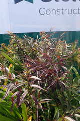 Strobilanthes anisophyllus