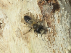Andrena