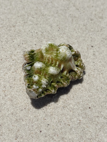 Lampasopsis rhodostoma observed 2023-10-02