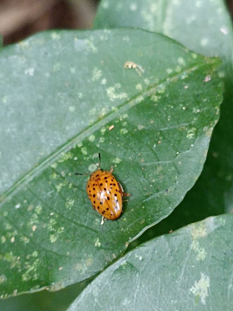 Mycotretus tigrinus