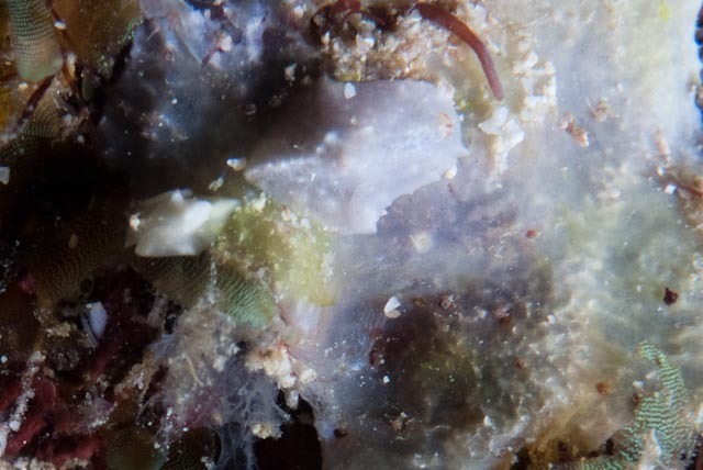 Sagaminopteron nigropunctatum