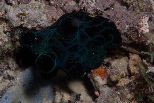 Velutin Snail