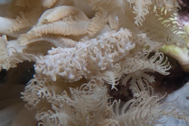 Phyllodesmium pinnatum