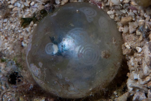 Ercolania endophytophaga