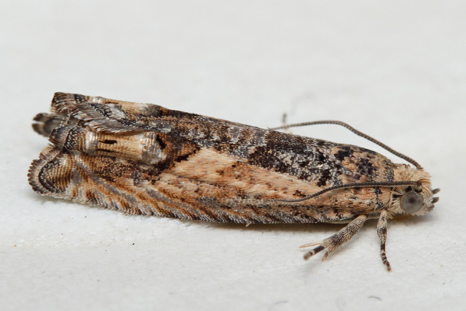 Cydia blackmoreana