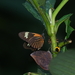 Heliconius elevatus elevatus - Photo (c) Catalina Tong, some rights reserved (CC BY-NC), uploaded by Catalina Tong