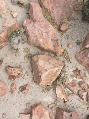 Dorymyrmex hunti