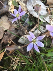 Hepatica americana