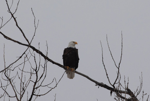 Bald Eagle photographed in North Dakota