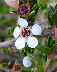 Leptospermum rupestre