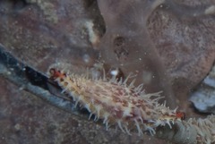 Phenacovolva poppei