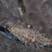 Phenacovolva poppei