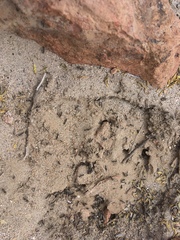 Dorymyrmex hunti