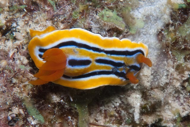 Chromodoris colemani