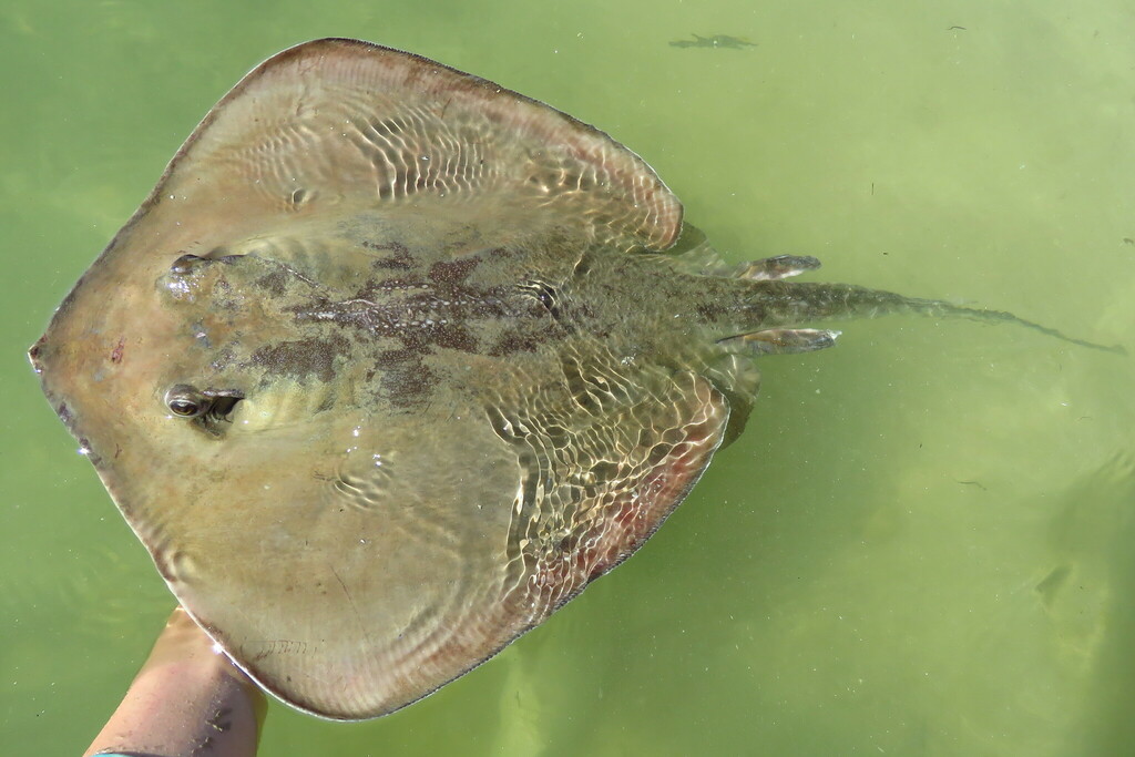 Bluntnose Stingray from One-Tree Island, FL, USA on November 4, 2023 at ...