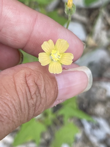 Anoda palmata (Anoda palmata)