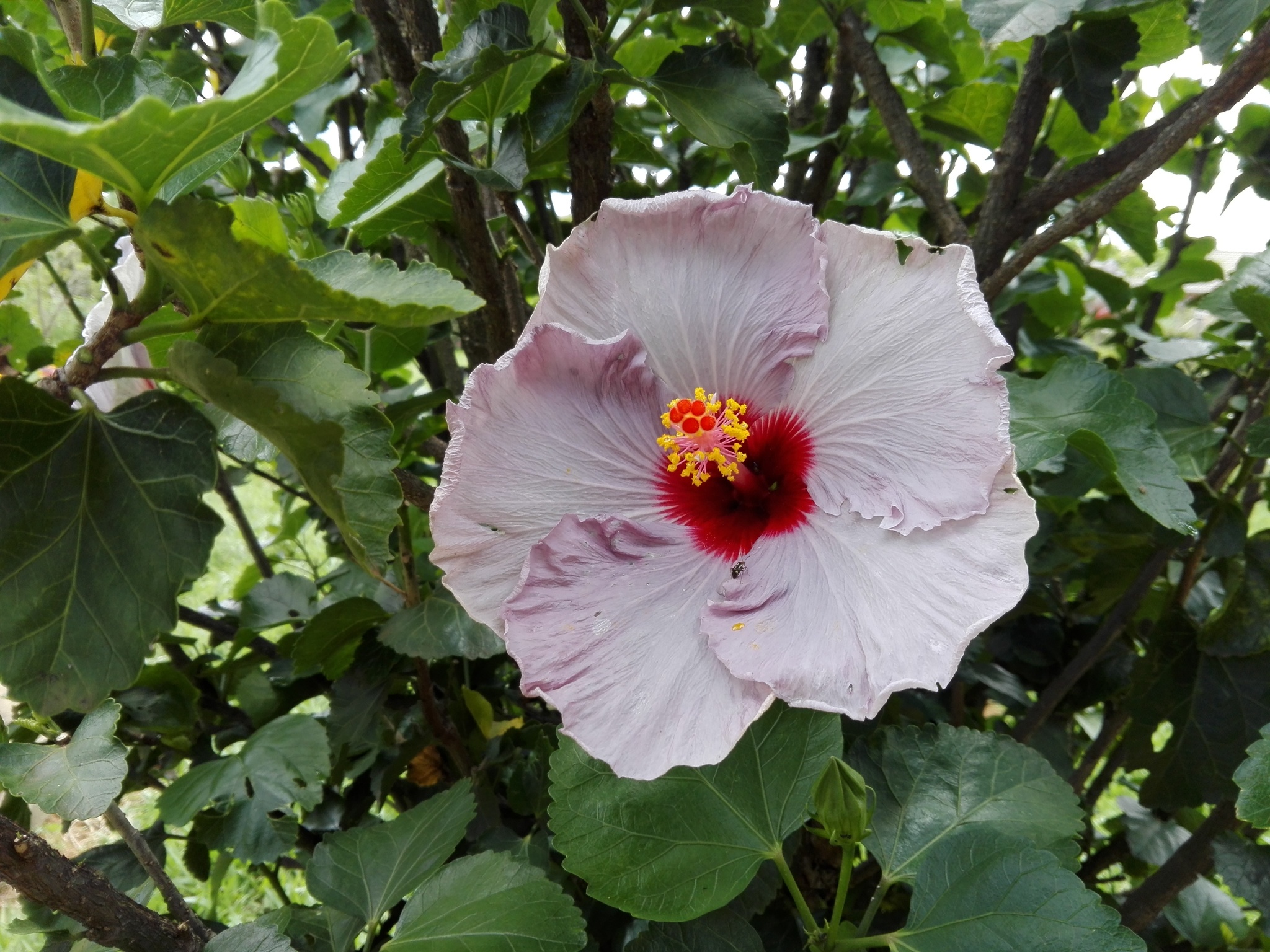 Hibiscus rosa-sinensis