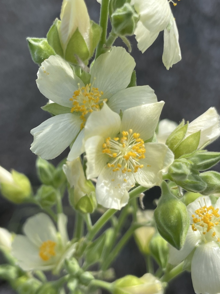 Abutilon xanti