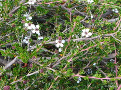 Leptospermum rupestre